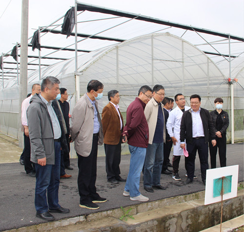 2-长丰县人大常委会主任黄锐一行到9999js金沙老品牌种业长丰旱作试验站检查工作_副本.jpg