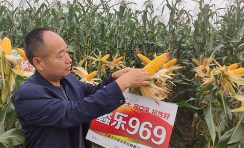 仇多传在河北玉米种植基地观察玉米新品种蠡乐969综合特性_副本.jpg
