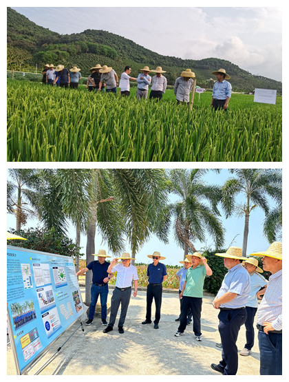 水稻研究院基地_副本_副本.jpg