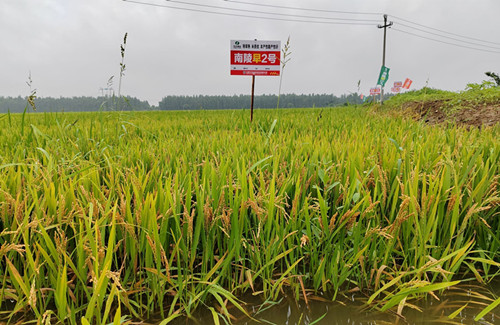 南陵早2号_副本.jpg