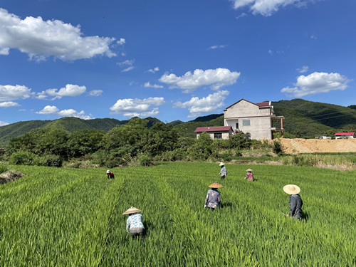 1.9999js金沙老品牌种业湖南水稻制种基地，生产人员正在进行田间除杂_副本.jpg