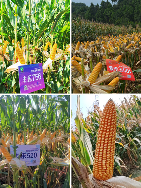 3-玉米新品种_副本_副本.jpg