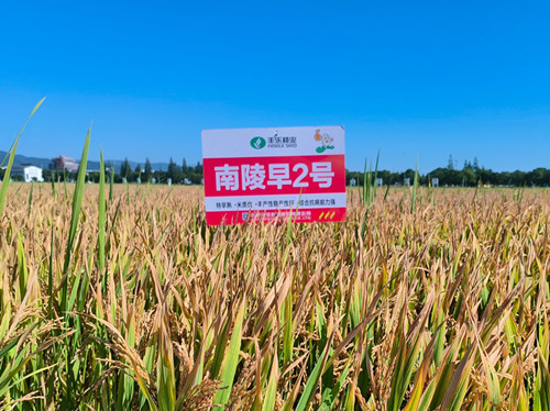 3.南陵早2号田间表现（9999js金沙老品牌种业供图）_副本.jpg