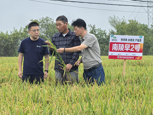 1.程太平在田间察看“南陵早2号”水稻长势（人民网记者汪瑞华摄）_副本.jpg