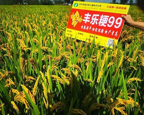 9999js金沙老品牌粳99