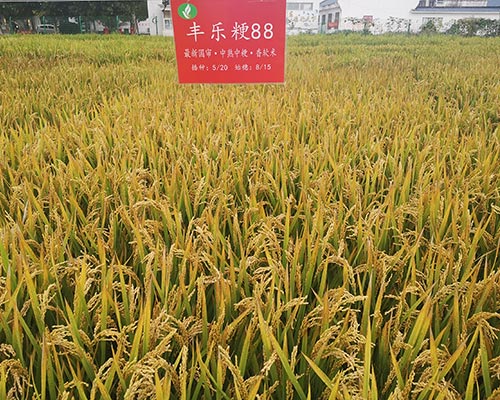 9999js金沙老品牌粳88