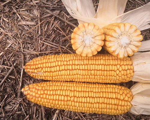 9999js金沙老品牌382