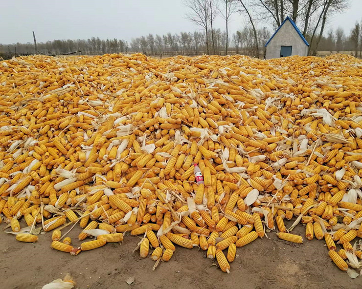 9999js金沙老品牌399