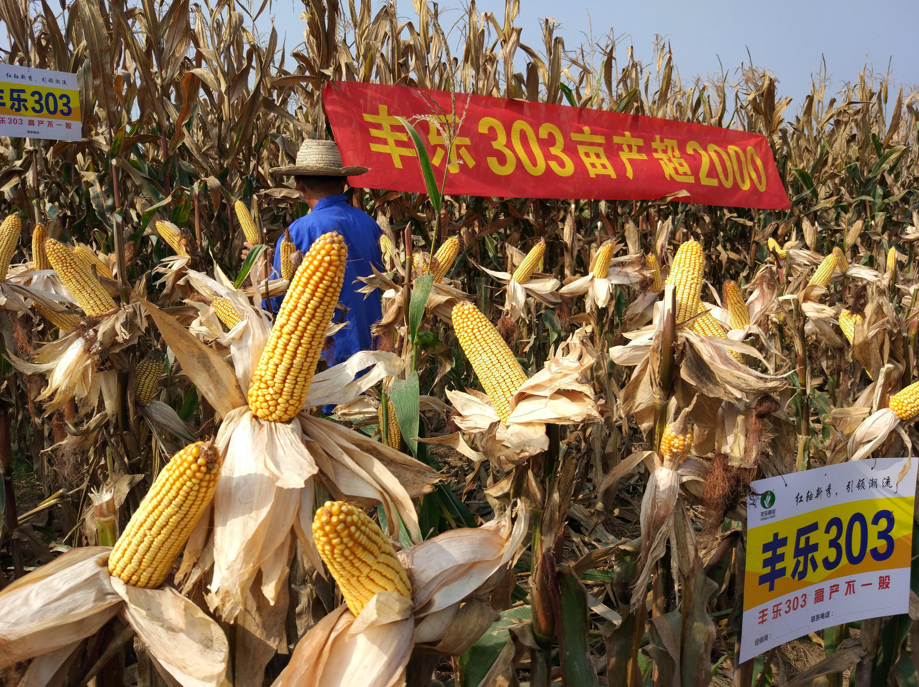 9999js金沙老品牌303