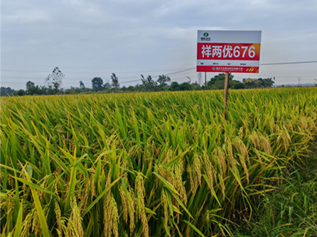 杂交水稻新品种“祥两优676”完成超级稻田间测产验收
